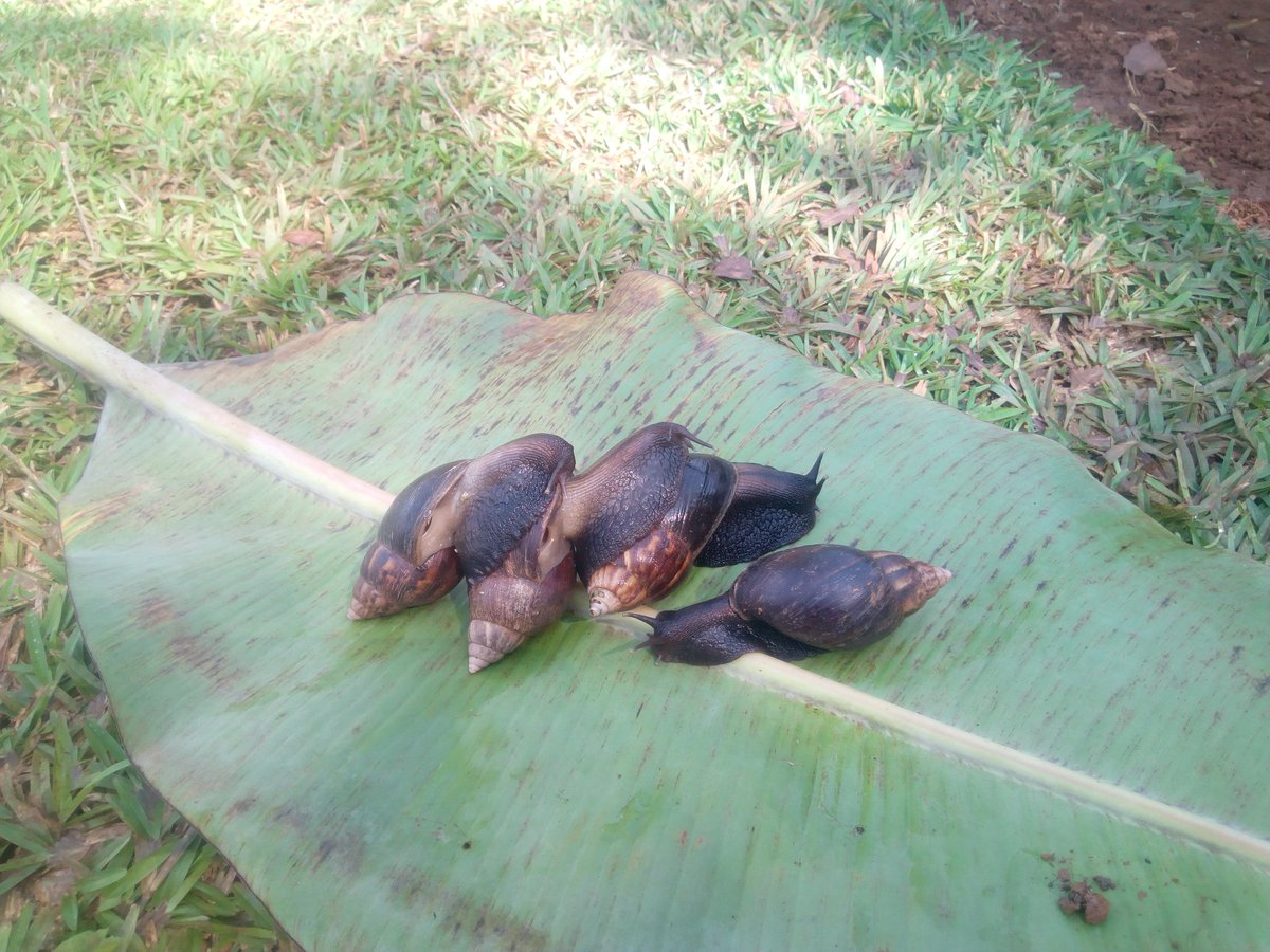 ChrisHigenyi's tweet photo. On the farm this morning!
Giant exotic African breed slugs/snails.
DM for orders of up to a kilogram.
RT, Chinese and French clients could be on your TL. #Heliculture https://t.co/hezv3AGfw4