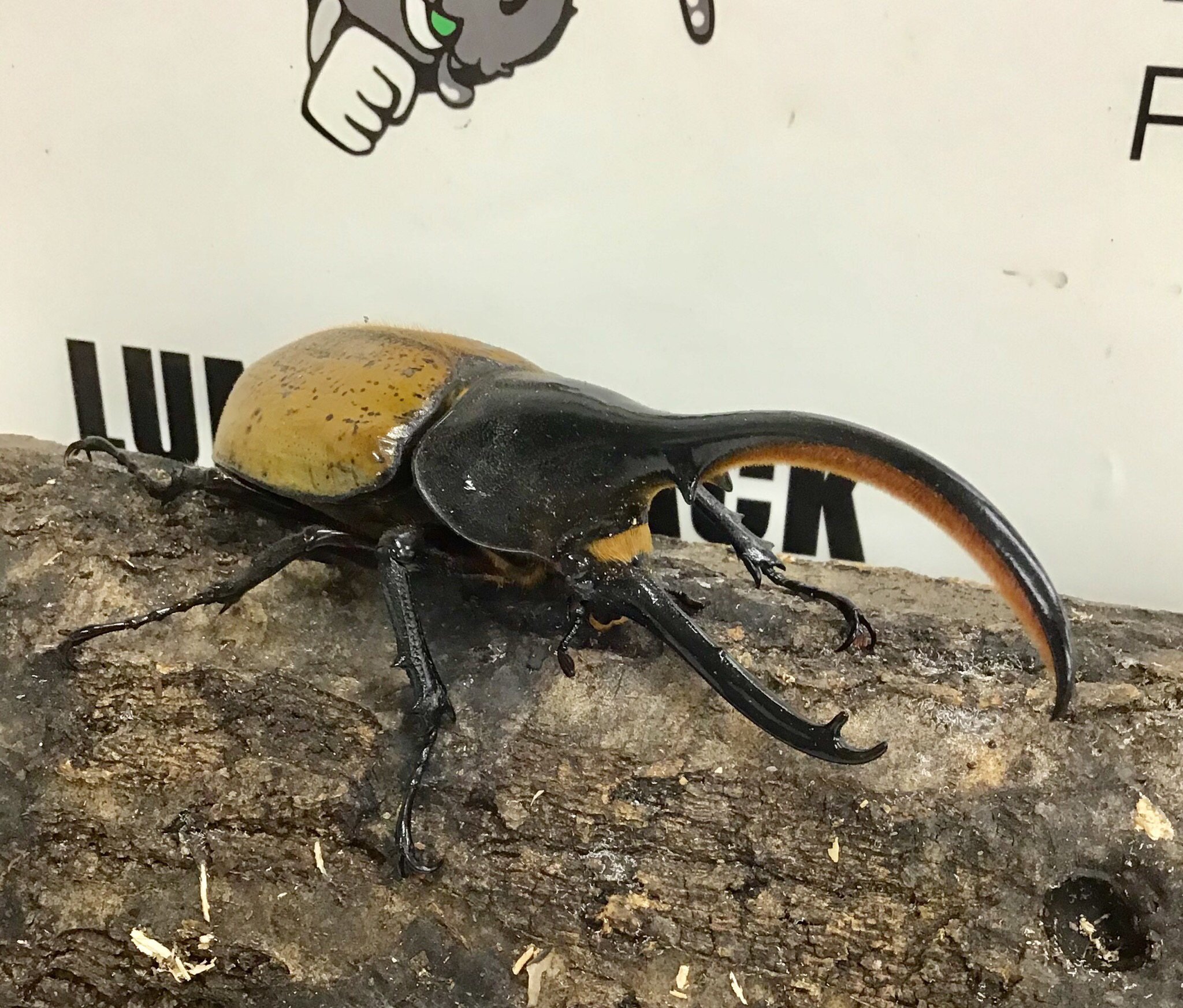 琴乃宮 Y Kotonomiya Twitter