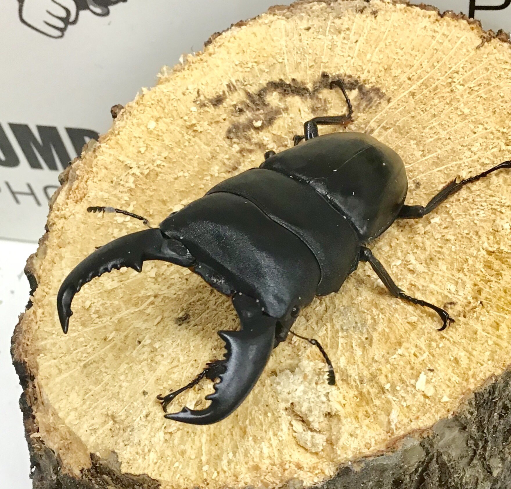 琴乃宮 Y Kotonomiya Twitter