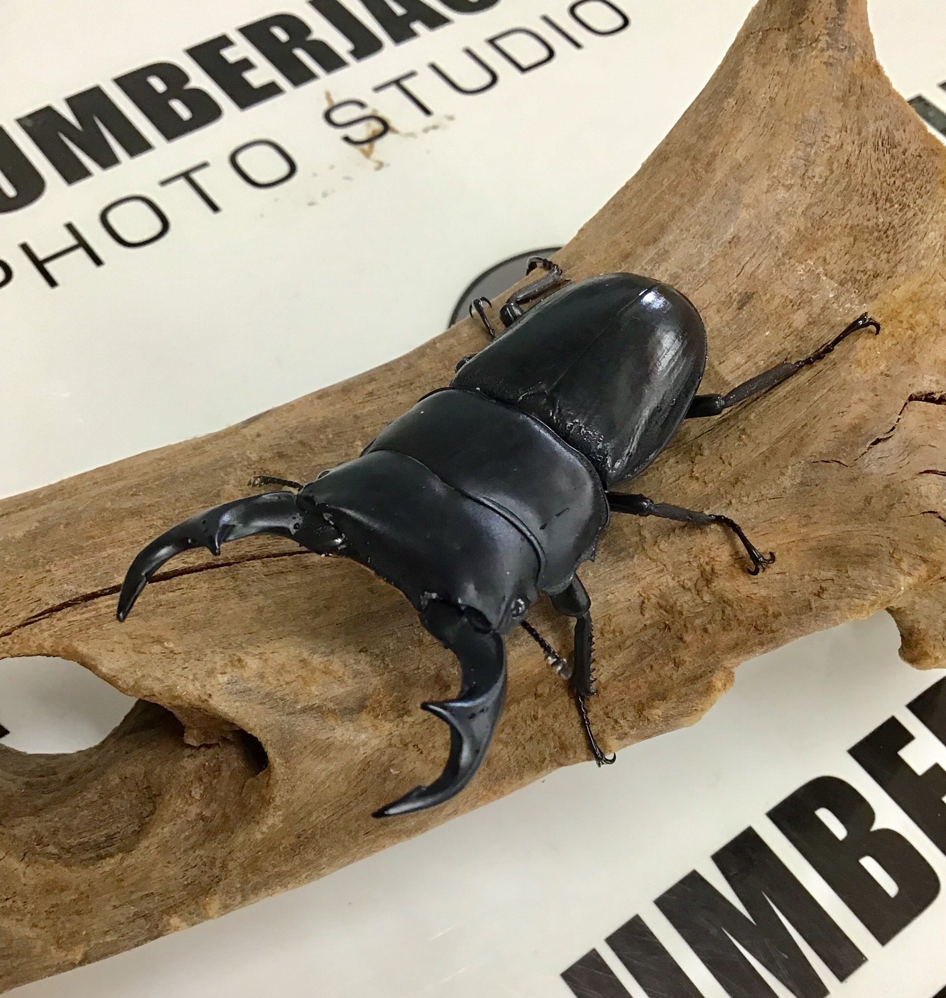 琴乃宮 Y Kotonomiya Twitter