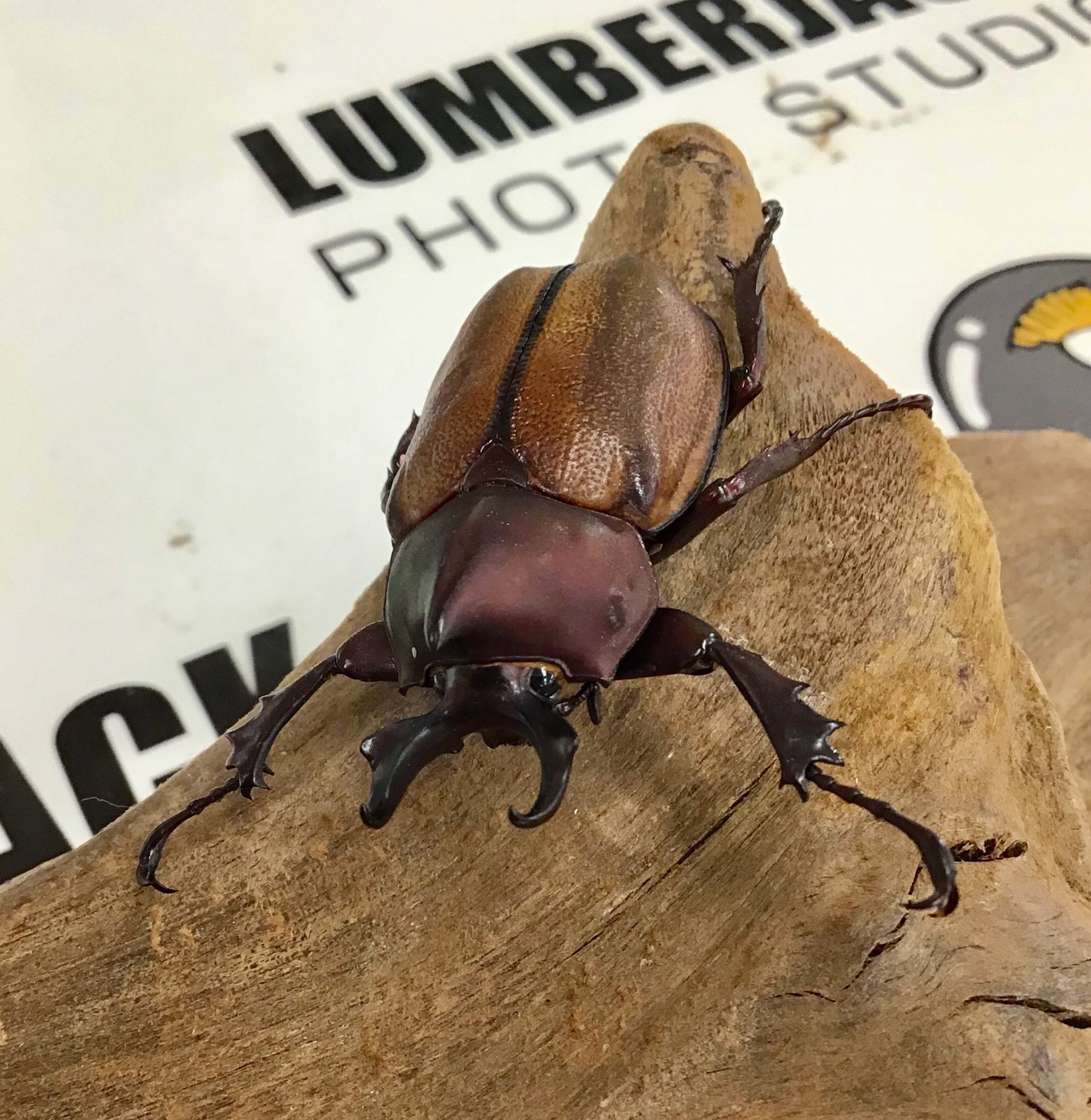 琴乃宮 Y Kotonomiya Twitter