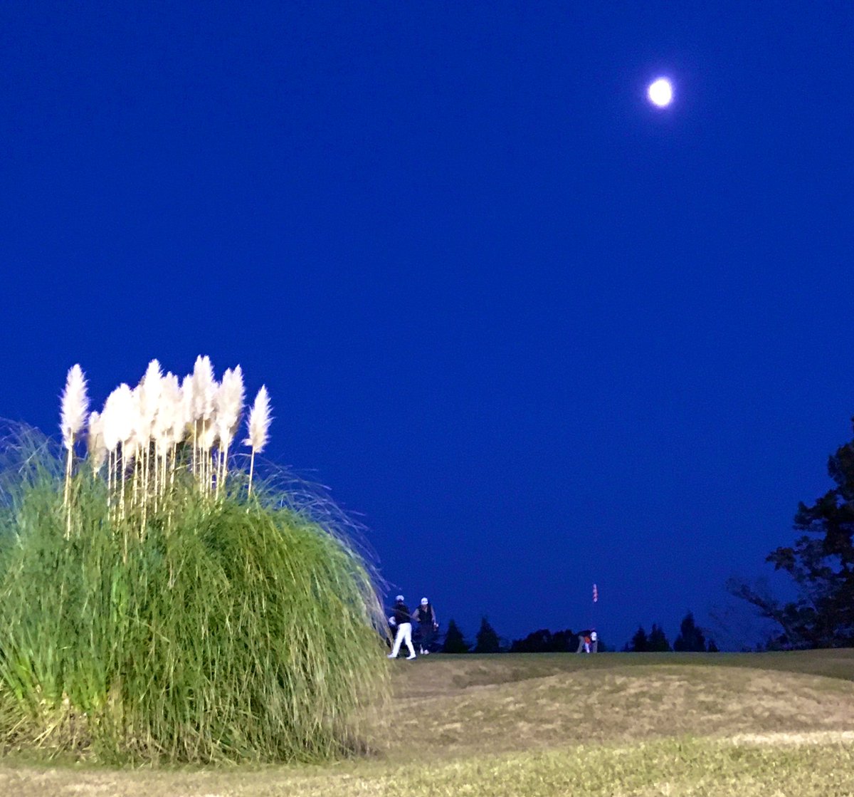 那須小川ゴルフクラブ Pa Twitter 皆さん 本日も1日お疲れ様でした ㅅ 明日も晴れ予報です 艸 朝夜はとても冷えますが週末 素敵に過ごしましょうね ˊ ˋ ゴルフ ゴルフ場 ゴルファー Golf 月 夜空 パンパスグラス グリーン 空