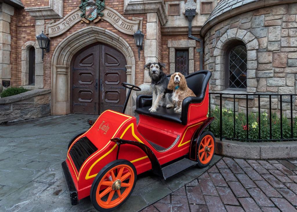 GossipRoomOff's tweet photo. Les stars de l’adaptation en live-action de #LaBelleEtLeClochard se sont rendues à Disneyland et ont passé un super moment ensemble. 🐶❤️🍝 https://t.co/TOLnCztxsv