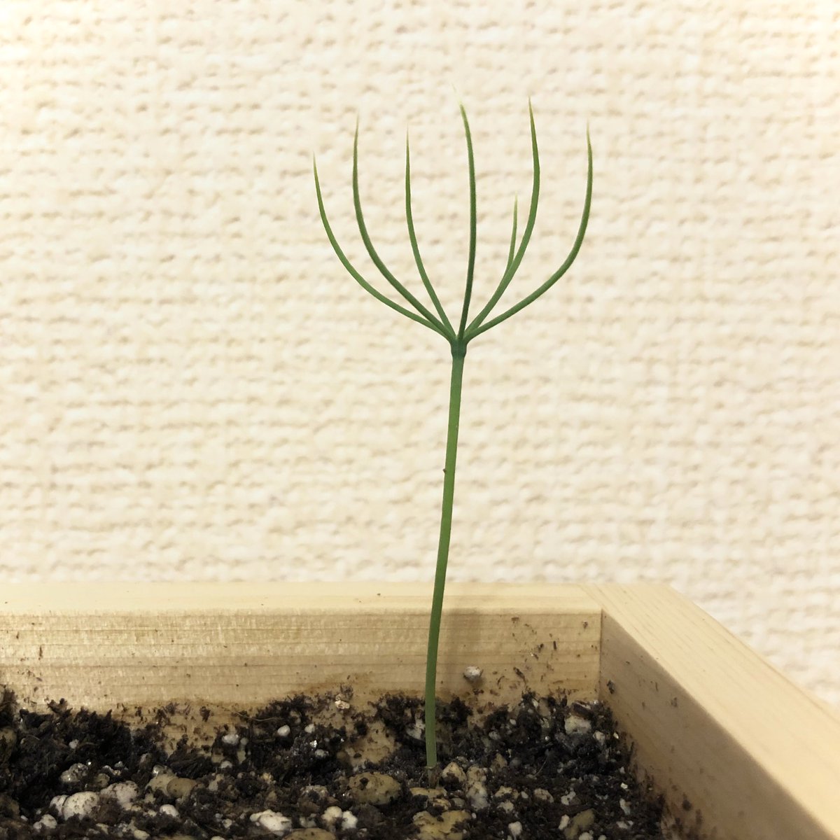 役に立たないきのこ Sur Twitter クロマツの盆栽栽培キットは 種の帽子が取れてこんな姿になりました なんとも面白い形で これがどう木に育って行くのか不思議な感じです ちなみによく見ると子葉の付け根にポチッと芽があり ここから本葉が出るようです