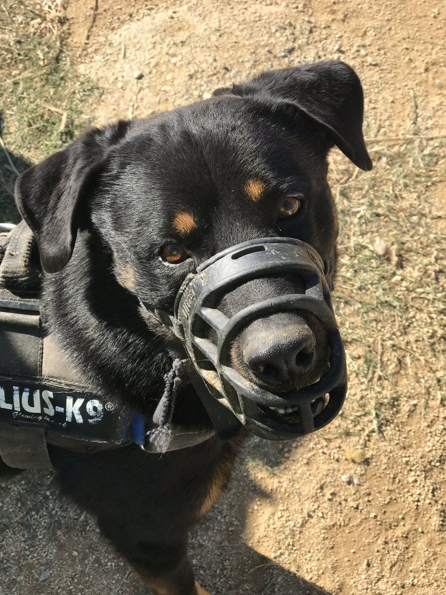 Carlinho lleva desde 2018 en el refugio y no entendemos como no ha encontrado ya a su familia. Es juguetón, obediente, atento... quieres darle una oportunidad? #Mataro #protemataro #calpile