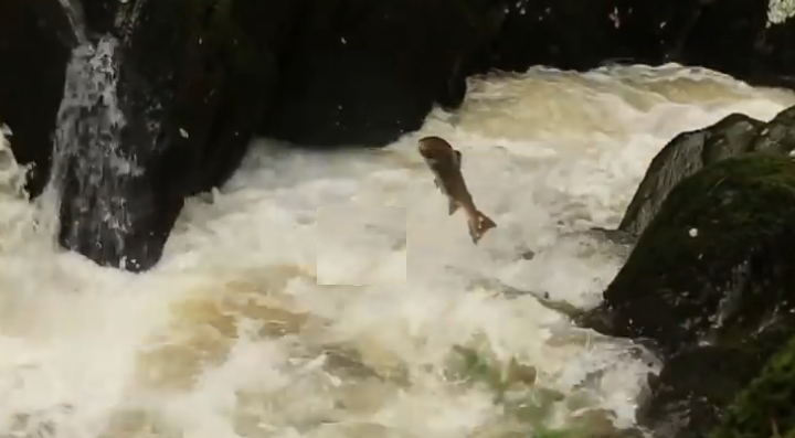 uStrikeNewtown's tweet photo. Make a date to see Leaping Atlantic Salmon at #Gilfach,  flagship nature reserve near #Rhayader, #Mid_Wales  https://t.co/zBKuJ89YAi https://t.co/qjrriGfUEC