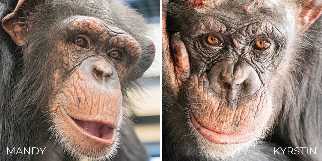 projectchimps's tweet photo. Meet 9-year-olds Mandy and Kyrstin! Theyβre 2 of the 10 female research chimpanzees who made the journey from the lab to sanctuary this week. Please join us in welcoming #MandyChimp and #KyrstinChimp to their forever home!
Photos by Crystal Alba #NewChimps #progress4primates https://t.co/8EepIMZH04
