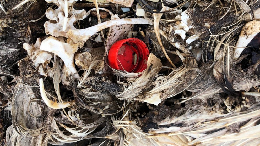 Pacific Bird Refuge Struggles As Ocean Garbage Patch Grows. "In one of the most remote places on Earth, a wildlife refuge serves as a vivid reminder that the production and consumption of plastic is polluting the world's oceans at an ever-increasing rate." ow.ly/EABm30pRjXq