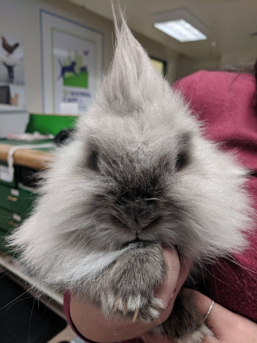 Fluffy gray rabbit with a point mohawk