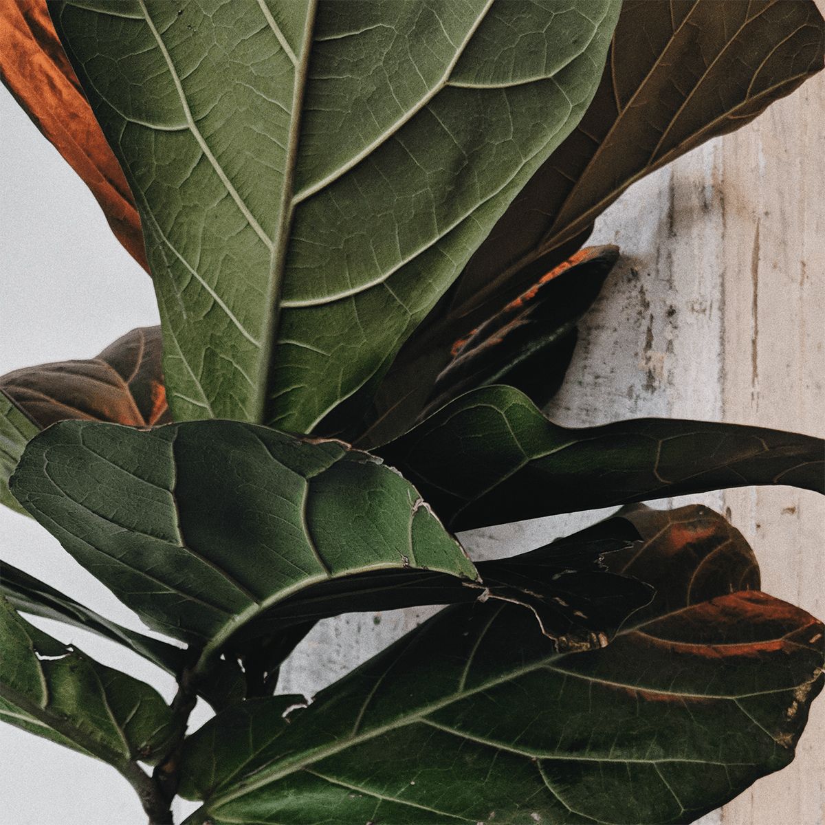 Caught in the urban jungle that is @netilhouse. The perfect spot to chill, with a bunker of plants set against the London City skyline – it's our personal pick for a Saturday afternoon.