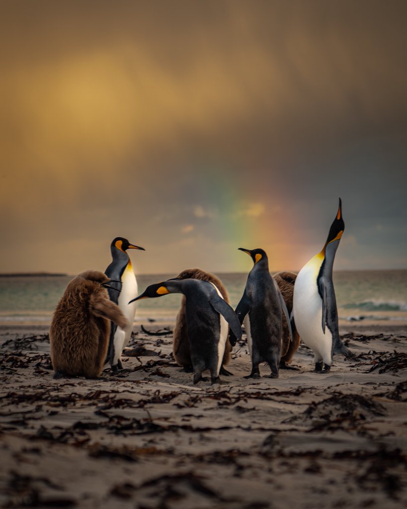 I HAVE NO WORDS 😍🙌🐧🌈 

Sunrise on Saunders Island is another level [ad/<a href="/FITBTourism/">Falkland Islands</a>]
#travel #Penguin