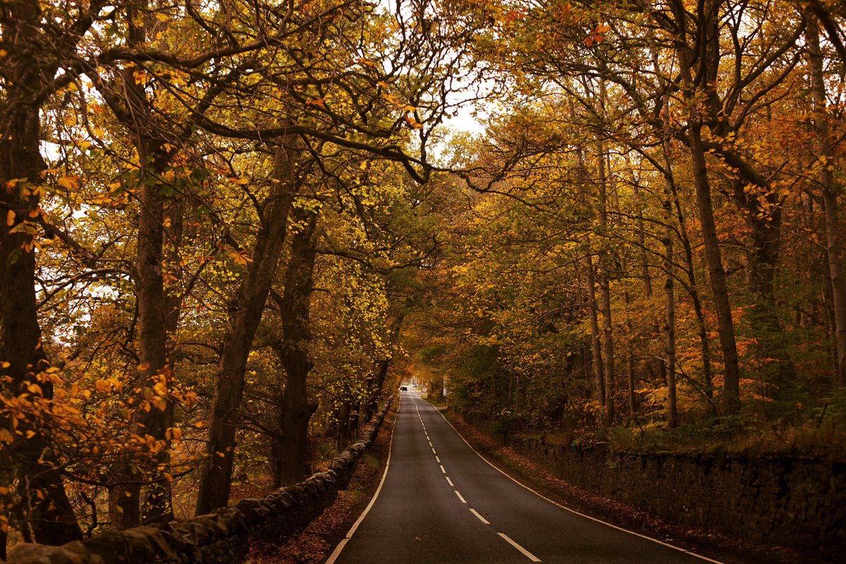 The road to #Foyers in autumn.

Inverness to Dores. A beautiful tunnel of gorgeousNESS.

Image credit <a href="/EmilySandifer/">Emily Sandifer</a> 

<a href="/visitnessie/">InvernessLochNess</a> <a href="/VisitScotland/">VisitScotland</a> <a href="/BBCHighlands/">BBC Highlands</a> #Highlands #Autumn