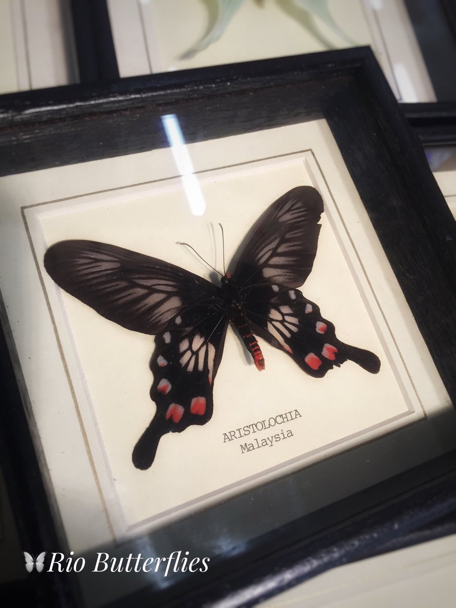 We’ve added some new #Butterflies to our range. Smaller Monarchs (we usually frame these in 6x6 inch frames - these are in 5x5inch frames) and Aristolchias from Malaysia. You can see them both at our stall in #JubileeMarket #CoventGarden. 

#LondonMarkets #HandMadeInUK #Taxidermy