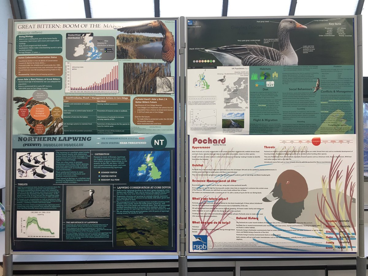In addition to telling what a prospective student could do at @BangorSNS, here are some examples of what current students of @BangorBirds are doing! 

#SciComm #BangorBioZoo #SNS #BangorUni #Bangor2019 #BangorOpenDay #Zoology #PeerGuides