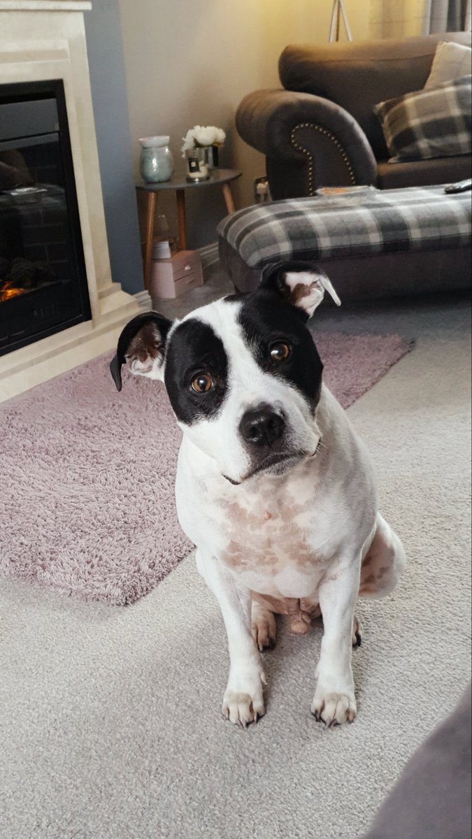 Why do we give these beautiful dogs such a bad name. Totally devoted to his family and a guaranteed snuggle to brighten even the darkest of days, Our boy Rocky the Staffordshire Bull Terrier 💕 #dogsoftwitter #doglovers #StaffieSaturday #staffielove
