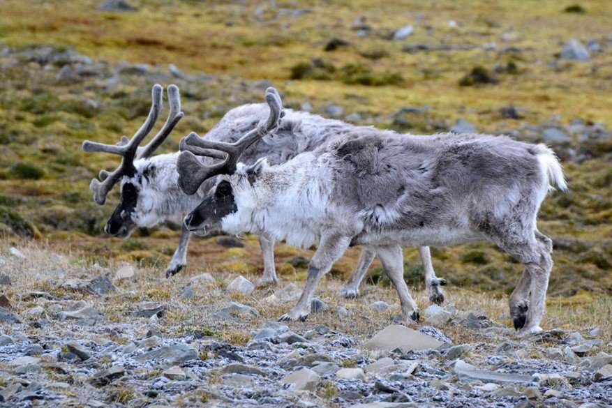 BalearsFCiencia's tweet photo. Anem #DeViatge! Avui visitem amb @joem013 les Illes Svalbard 🇳🇴. El nostre convidat ens han duit moltes fotografíes! https://t.co/rCPCxMyQ6o