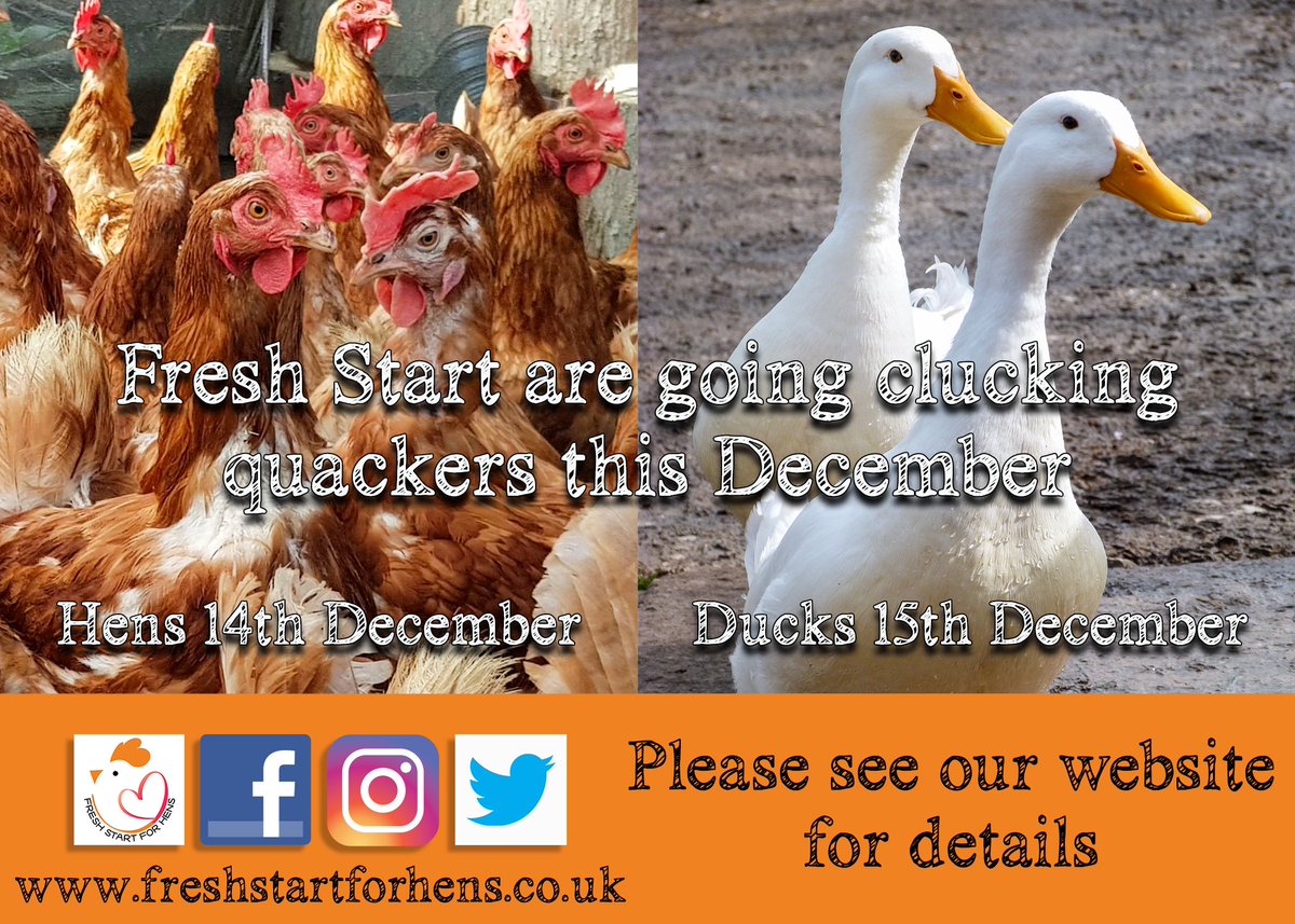 Fresh Start For Hens - Official (@FSFH_Official) | Twitter