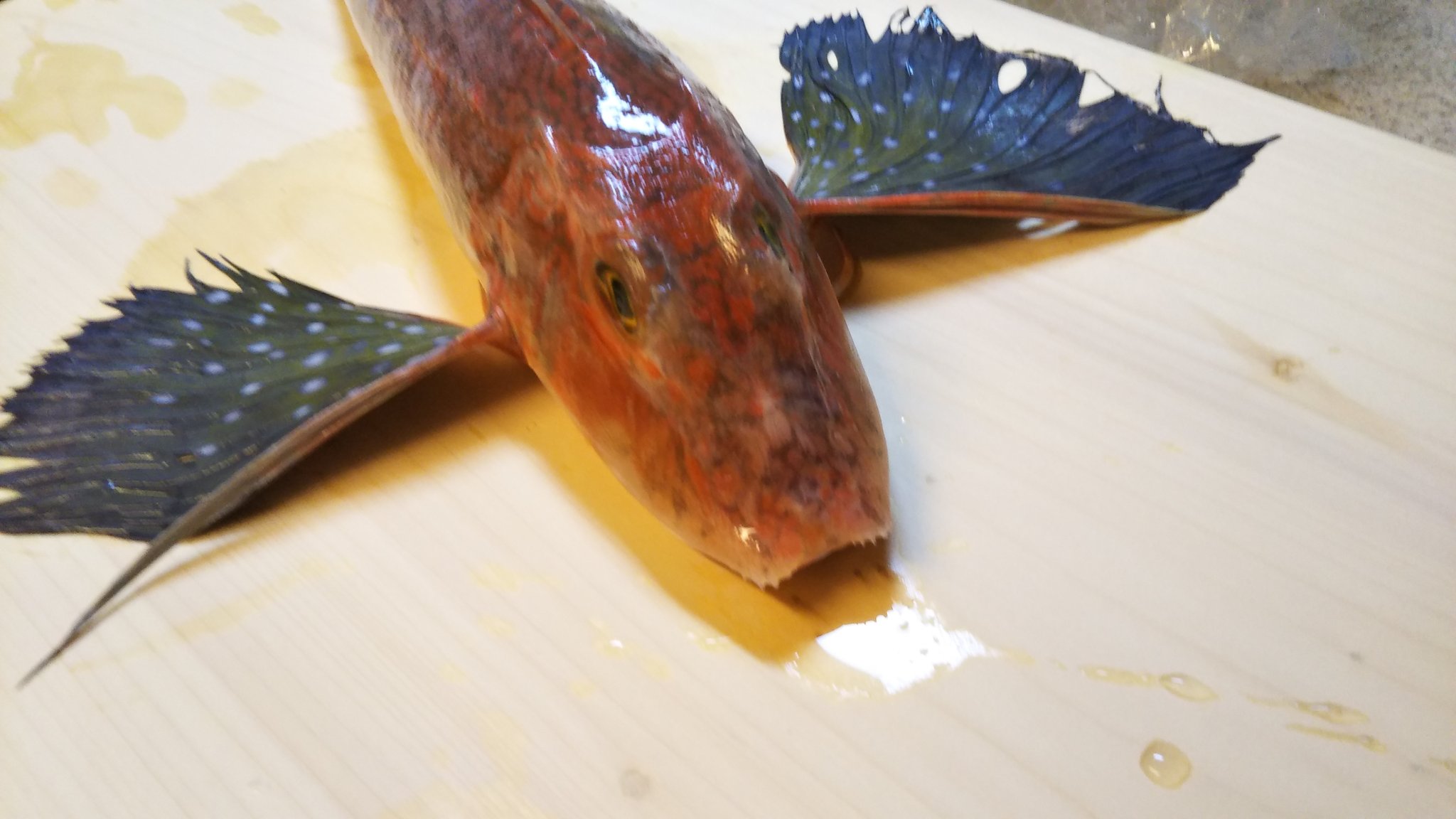 Asfish 今日捌いた魚 ホウボウ ホウボウは何回か捌いてるけど 1つだけ言いたい これはガチで初心者用の魚 こと三枚おろしにおいてはね え こんな変な形の魚が って思うと思うけど 気になったら捌いてみてほしい ちなみにヒレきれいじゃね 詳しい