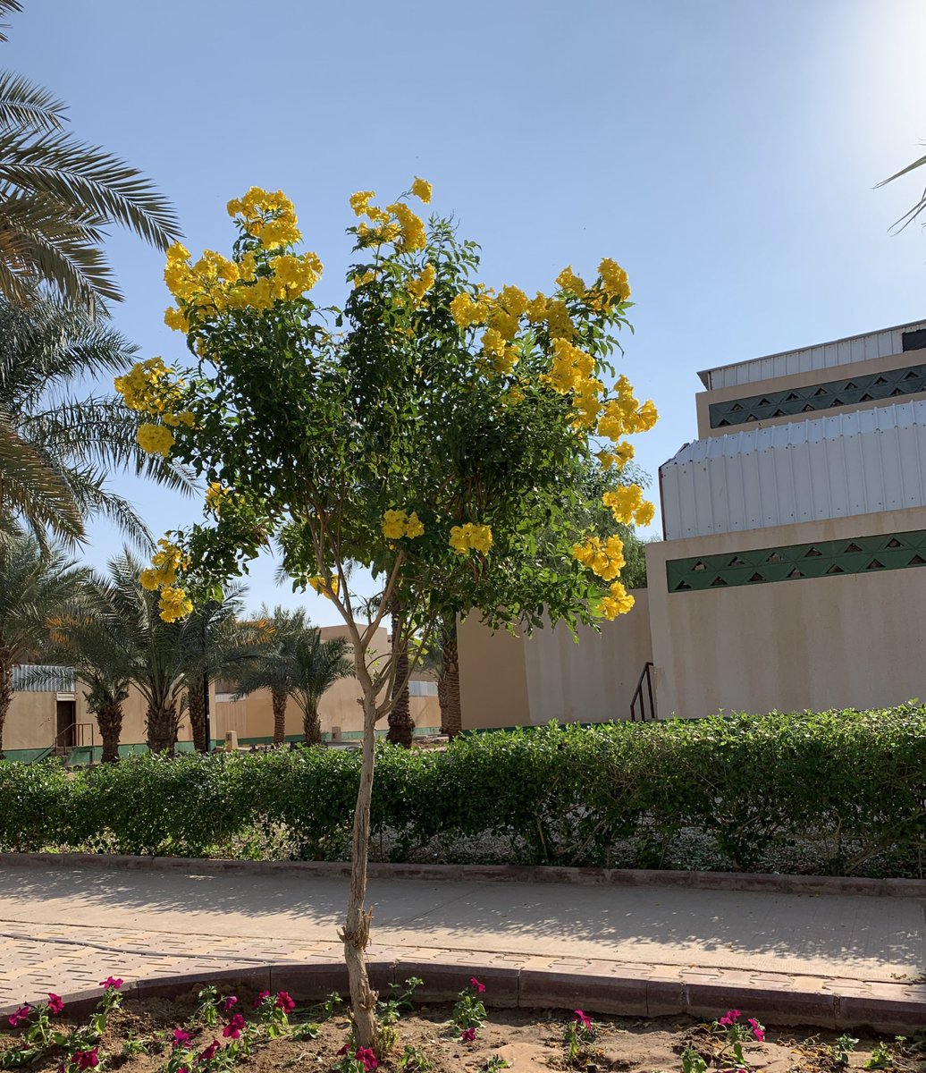 Tkt777777's tweet photo. عندما تزهر شجرة التيكوما تصبح من أجمل الأشجار .. أزهارها صفراء جميلة . #أشجار #زراعة #تيكوما #حديقة https://t.co/E5iu9eJSVS