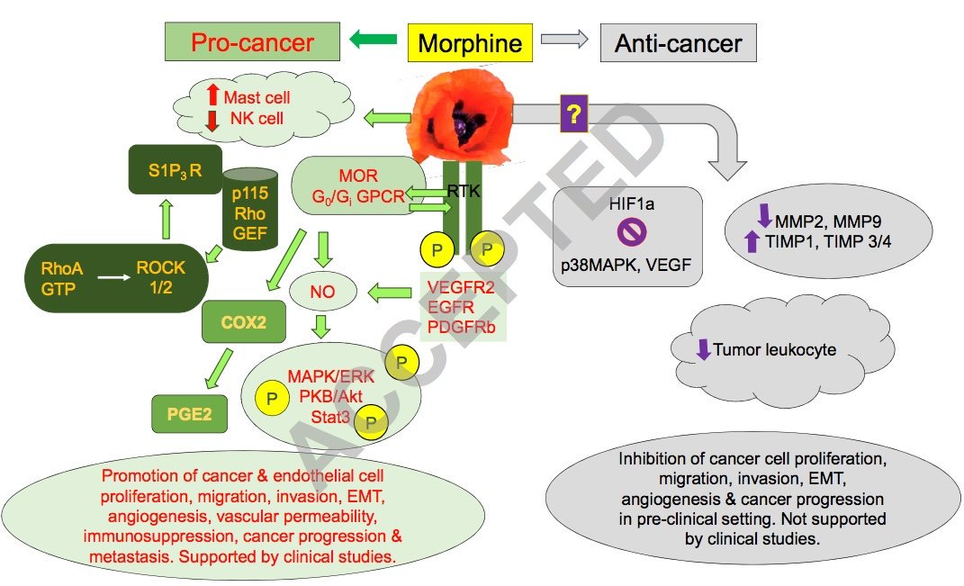 Please check our latest manuscript <a href="/PAINthejournal/">PAIN Journal</a> Thank you at <a href="/dmnovy/">Diane M. Novy, PhD</a> <a href="/Dkoyyalagunta/">Lakshmi Koyyalagunta, MD</a> <a href="/MDAndersonNews/">MD Anderson Cancer Center</a> ncbi.nlm.nih.gov/pubmed/31693537