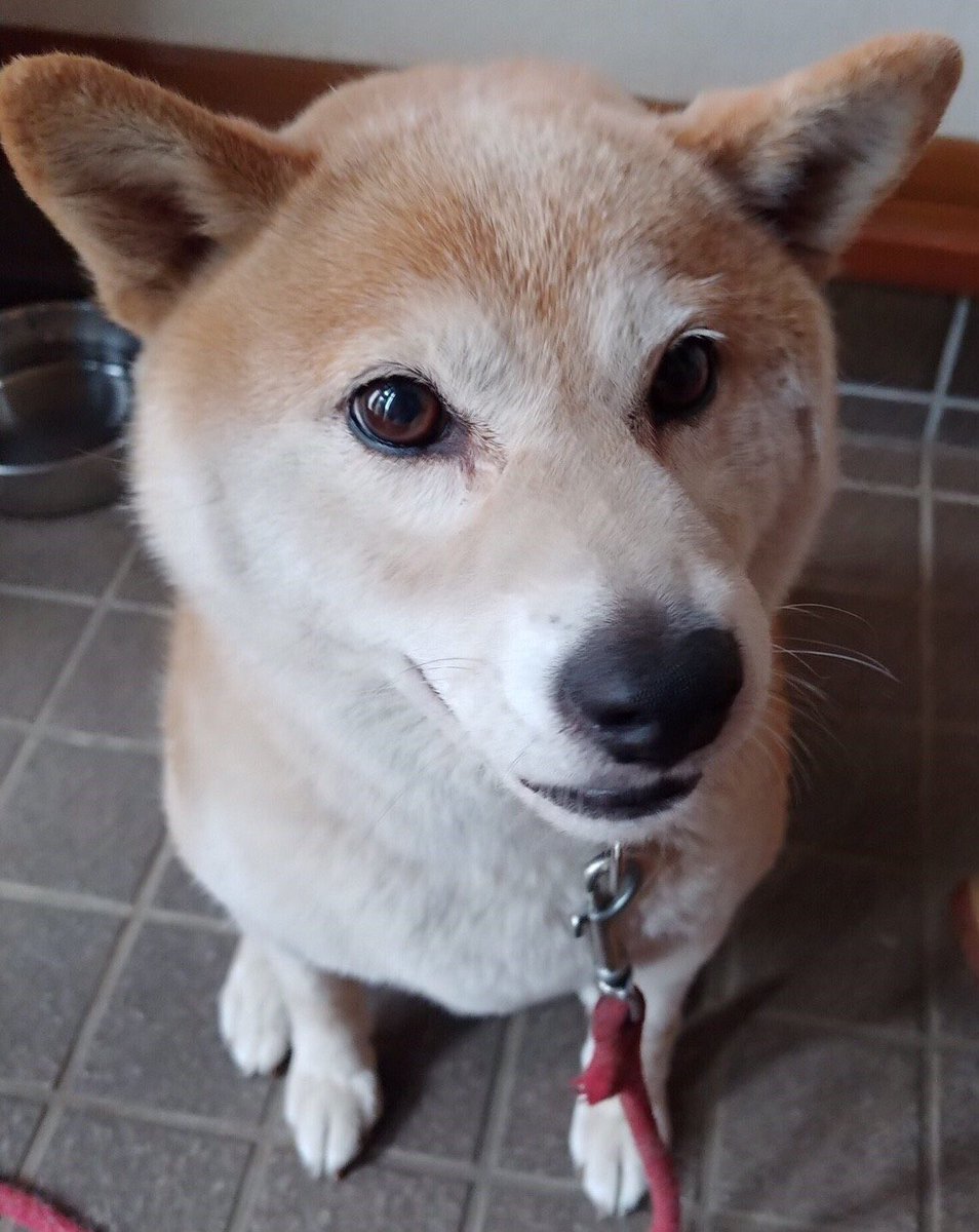 obryso's tweet image. 本日の投票ページはこちらになります
一票 よろしくお願い致します

これから毎日 午後9時に
私 おばらよしおの宣伝神奈川本部長
おばらはるが ご案内致しますです

#おばらよしお
#吉本坂2期生オーディション
yoshimotozaka46vote.com/2ndterm/2ndrou…