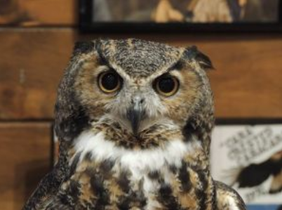 Fall Owl Fest is today!  More details here:   bit.ly/2rtWTrL      #fun4orlandokids  #orlando  #orlandomoms  #orlandodads  #orlandokids