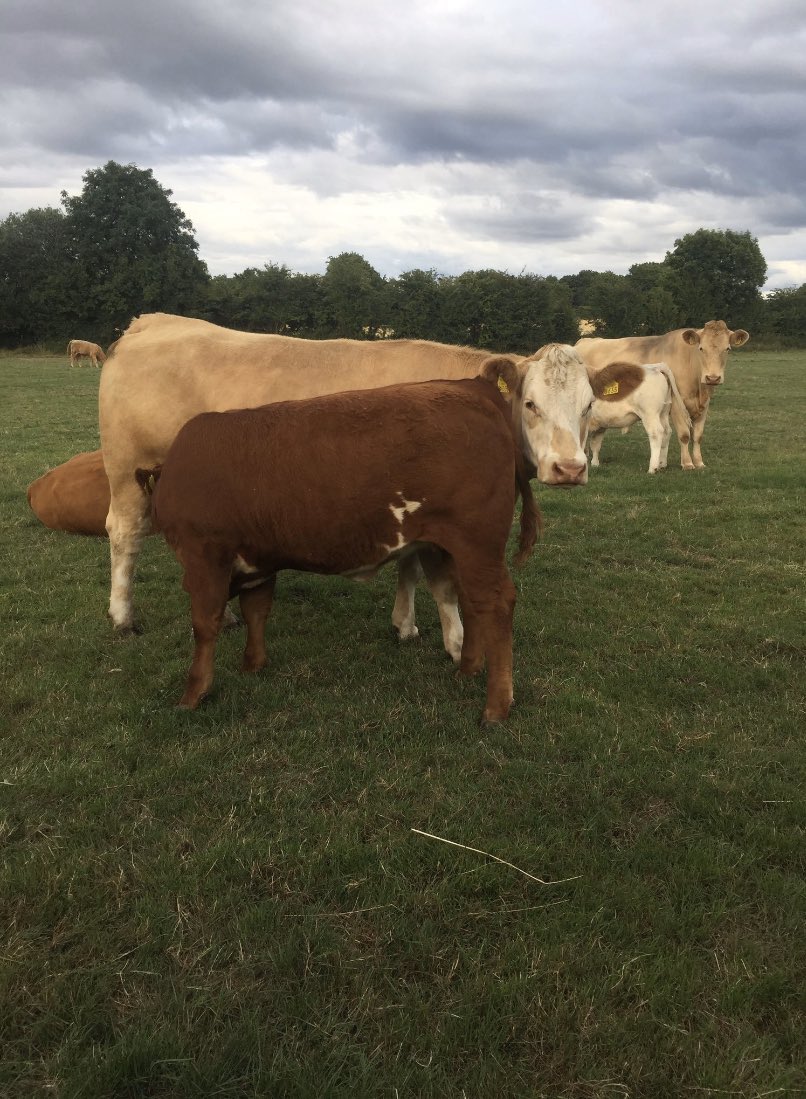 Seeing that Zag make €4750 last night got me thinking! I’ve a better ZAG calving down at 25months due 6th of Feb to Highfield Odran! For sale starting at €3k! Bids in 100’s only 😆Her dam a cracking char x Monty! #TheRealDeal
