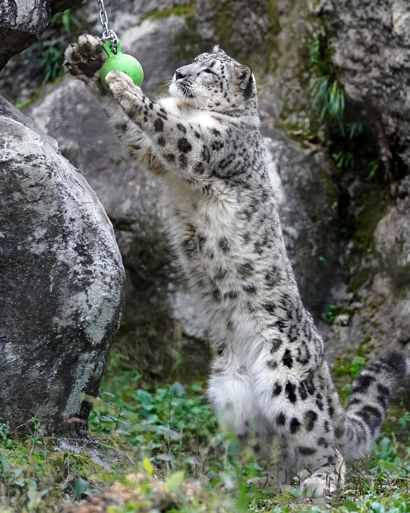 Riku 多摩動物公園のユキヒョウのフクちゃん 朝から聞こえるミミちゃんの鳴き声にソワソワ 鳴き返したり 隣の展示を覗こうとしたりした後 展示内を楽しそうに駆け回って遊んでました ユキヒョウ 多摩動物公園 T Co Kcvur6w7xp Twitter