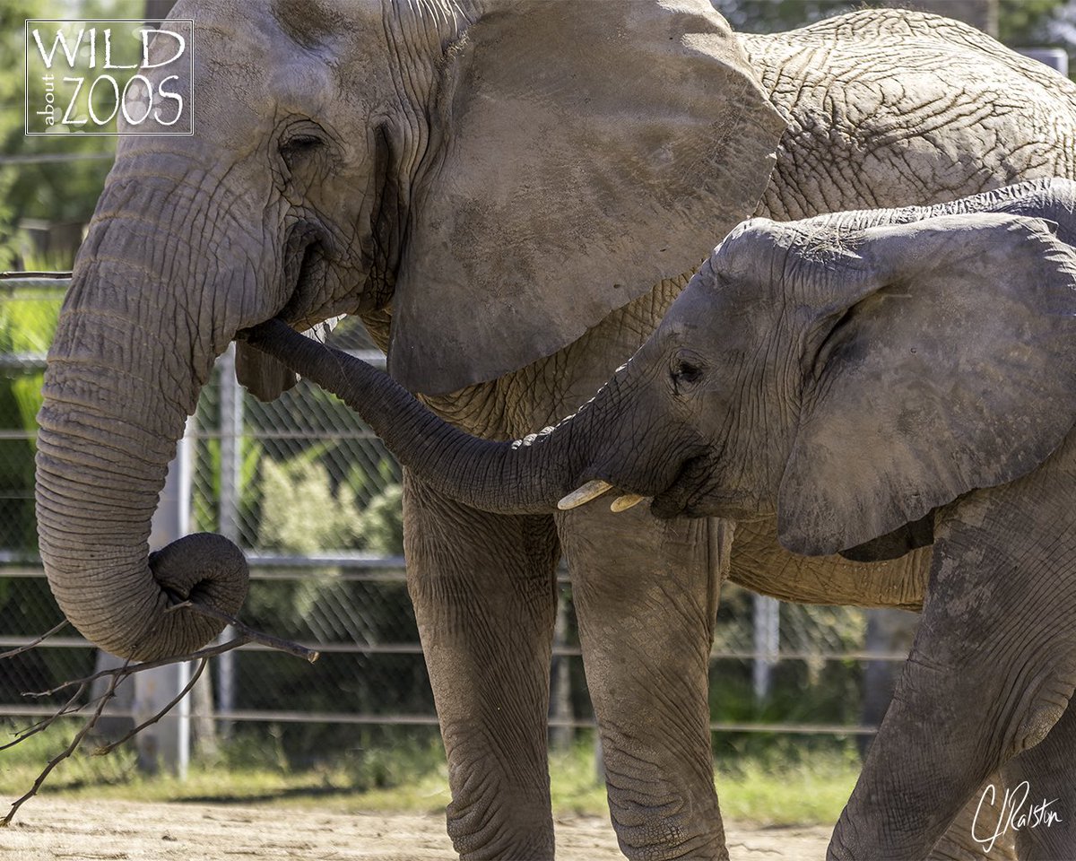 wildaboutzoos's tweet photo. #worldelephantday #elephant #africanelephant #africa #elephants #internationalelephantday #wildlife #nature #magnificent #magnificentcreatures #tusks #elephanttusks #reidparkzoo #reidpark #tucson #tucsonaz #wildlifeanimals #movinggiants https://t.co/brbXxzVsVe