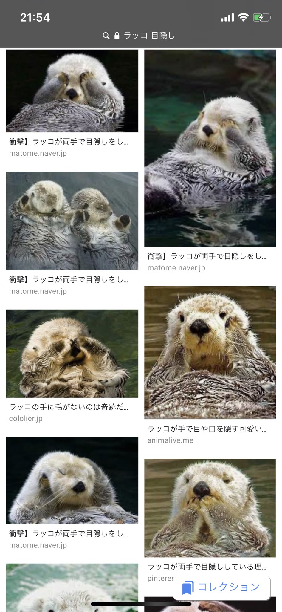 Yuuka Route23 疲れた時は ラッコ 目隠し で検索するとよい なぜならかわいいので T Co Gpmrpidjkh Twitter