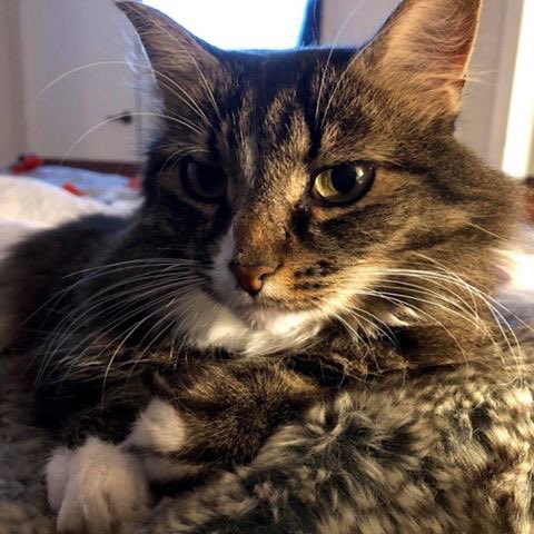 #Lostcat #ottawa Posey has been missing from Riverview Park near CHEO since October 28. Have you seen her?
facebook.com/lostpetnetwork…