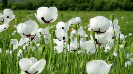 #WhitePoppies #Peace #StopWar For all victims of war, for all nationalities, civilian or soldier