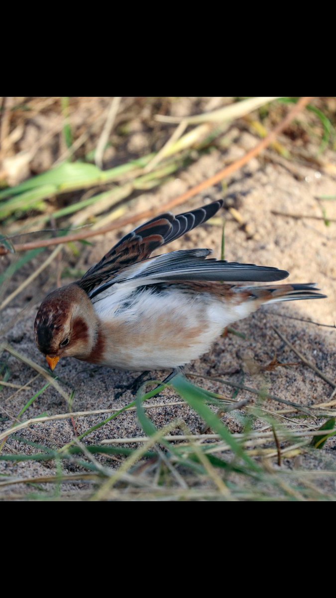 Great day at Spurn as always Pallas's Warbler, Hume Warbler, Siberian Stonechat &amp; Snow Bunting being the highlights