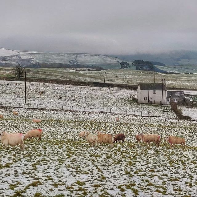 A white weekend in Wales ❄️ . . #weekendaway #Wales #explorewales #snow #unexpectedsnow #cold #winteriscoming #sheep #friends #walk #hills #valley ift.tt/36MtgBW