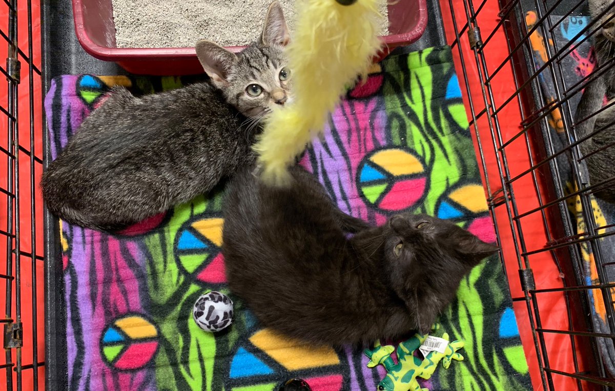 PAWS Ohio tweet media