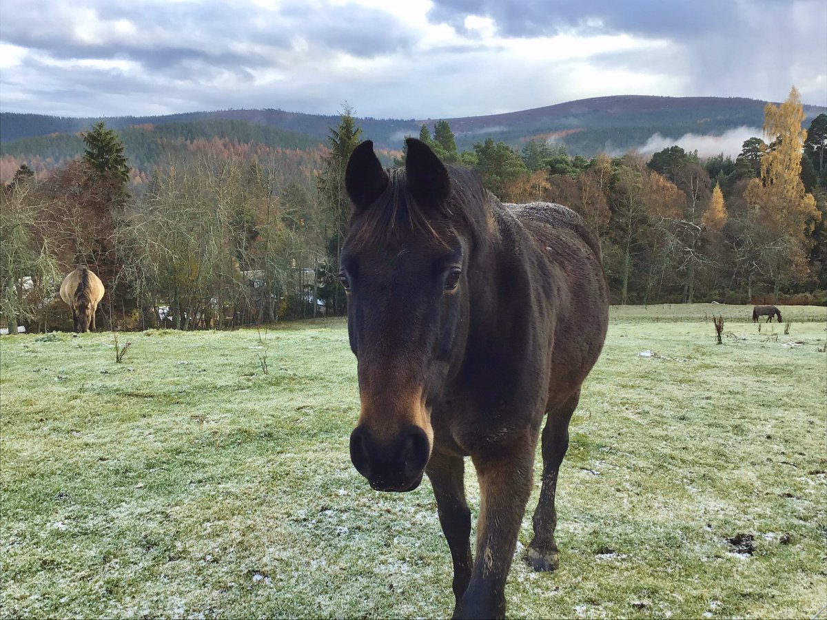 Today, Glen Tanar💙 #walking #hiking #GlenTanar #Aberdeenshire #visitABDN @Glen_Tanar