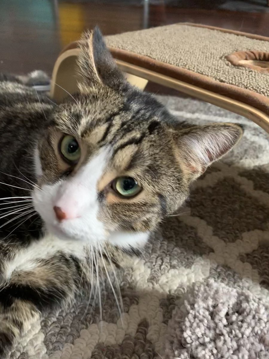 PAWS Ohio tweet media