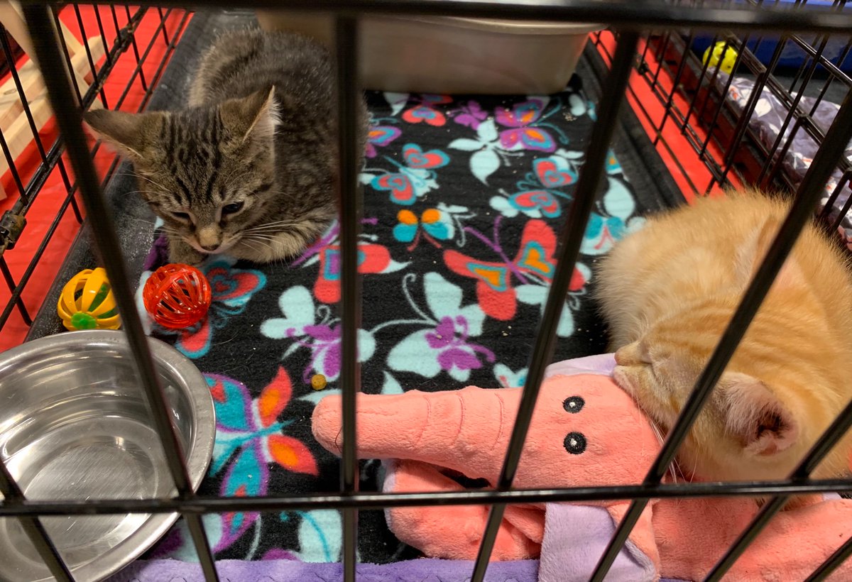 PAWS Ohio tweet media