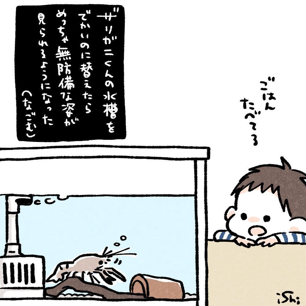 我が家のザリガニくん。最近水槽を大きくしたらザリガニからはこっちが見えなくなったのか、めっちゃ無防備な姿をみせてくれるようになりました。寝るまえについしばらく見ちゃう
 #いしかわ家日記 #育児日記 #ザリガニ飼育 