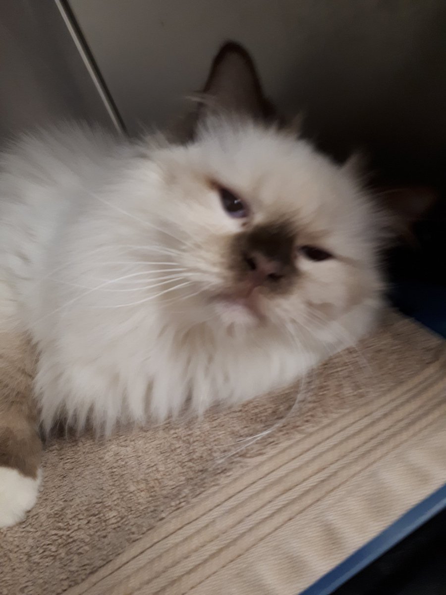 Come and meet our beautiful Himalayan Anastasia!!
#PicMe
#petsmartcharities 
#adoptlove
<a href="/ThatJenKelly/">Jennifer Kelly</a>