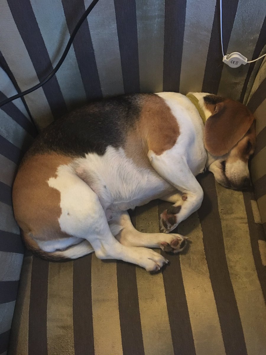 #SleepySaturday #Beagle