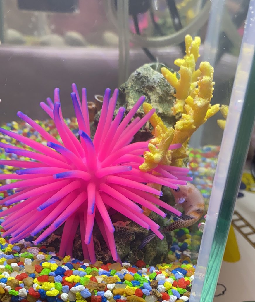 explicitneeds's tweet image. Y’all yesterday i decided i wanted a pet fish so i got myself a pet fish. Meet big mama 🤗🥰