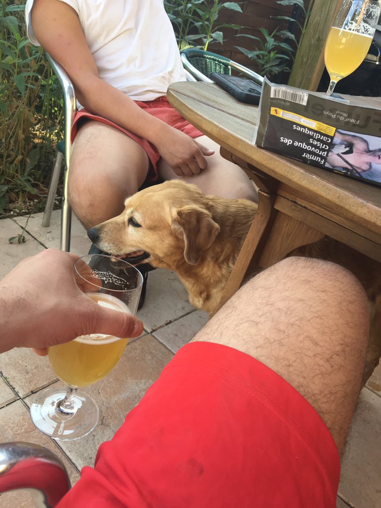 LucasCrt8's tweet image. Si, aux alentours de La Couperie, la Bernardière, la Hantrie où même plus loin vous apercevez un labrador croisé épagneul breton beige contactez moi au plus vite