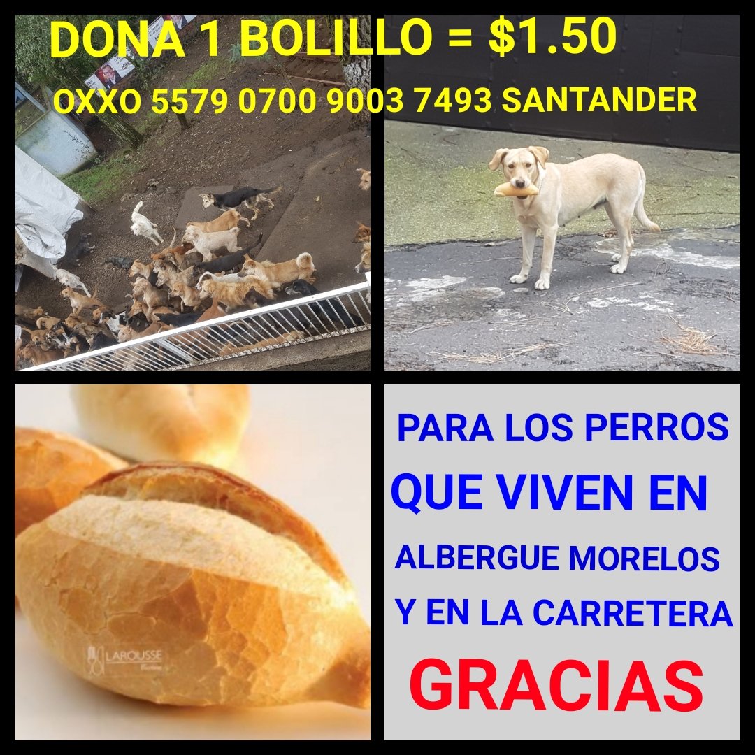EL LUNES LLEVAMOS ALIMENTO A MORELOS NOS AYUDAS DONANDO PAN PARA LOS PERROS DE LA CARRETERA Y DEL ALBERGUE?
GRACIAS