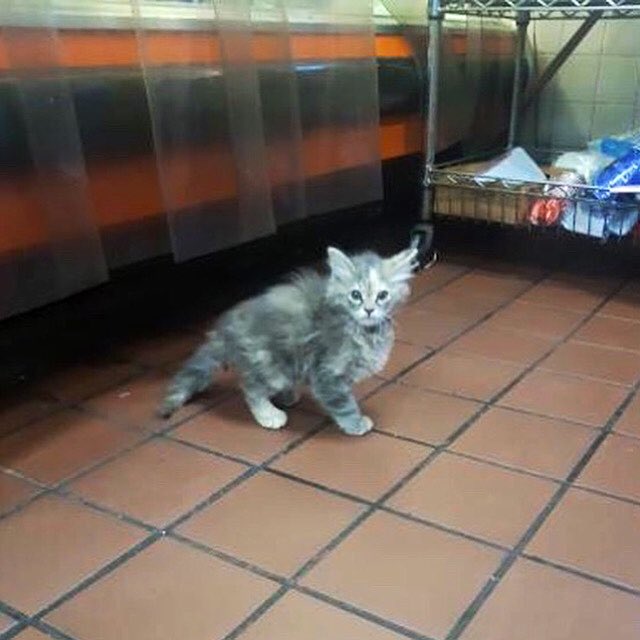 Bodega Cats (@bodegacats_) on Twitter photo 