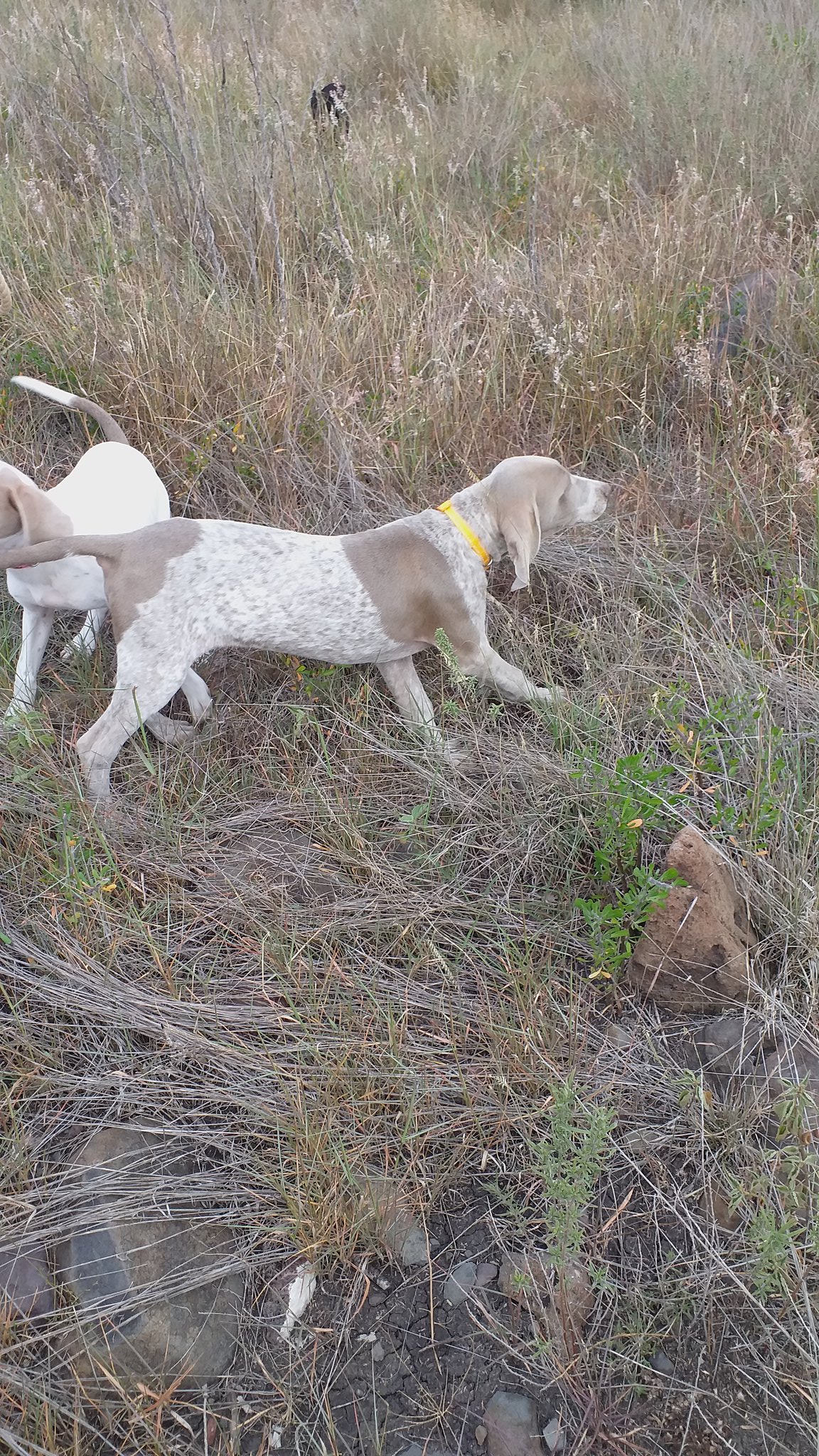 weimaraner piebald