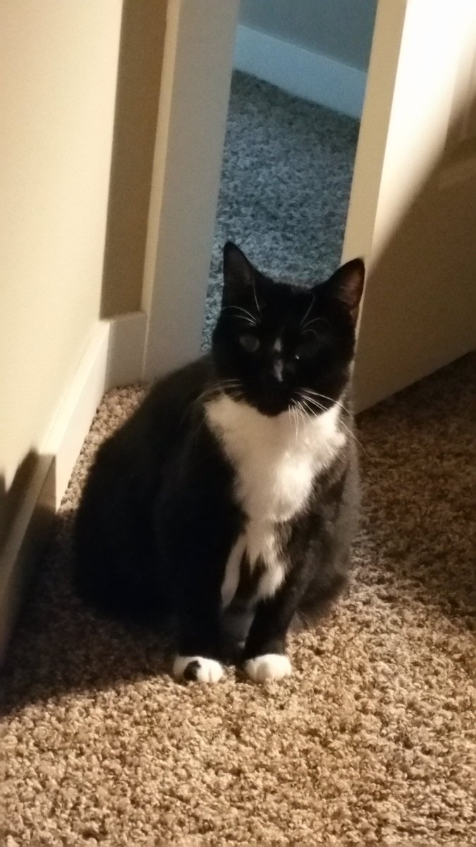 There is no escaping themorning attention stare-down.#CatsOfTwitter #FoodTime#Caturday