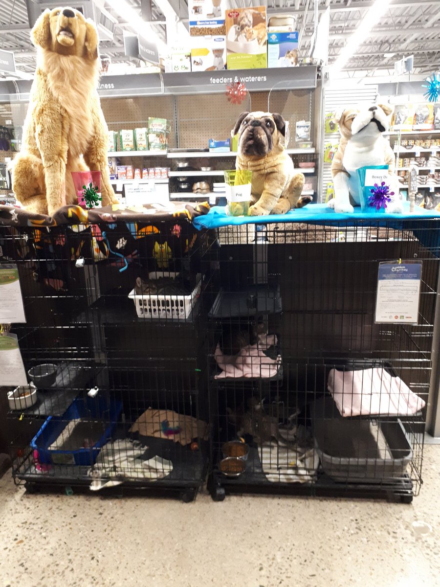 Come in to buy raffle tickets and take one of these dogs home today!
Good news is they do lot require much care!!
#petsmartcharities 
#AdoptLove
#picme