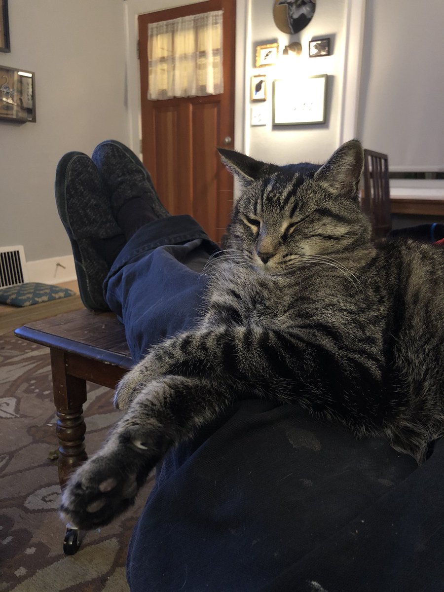verkstad's tweet photo. Junior the cat knows how to chill. #Caturday https://t.co/qpxRcjfFSY