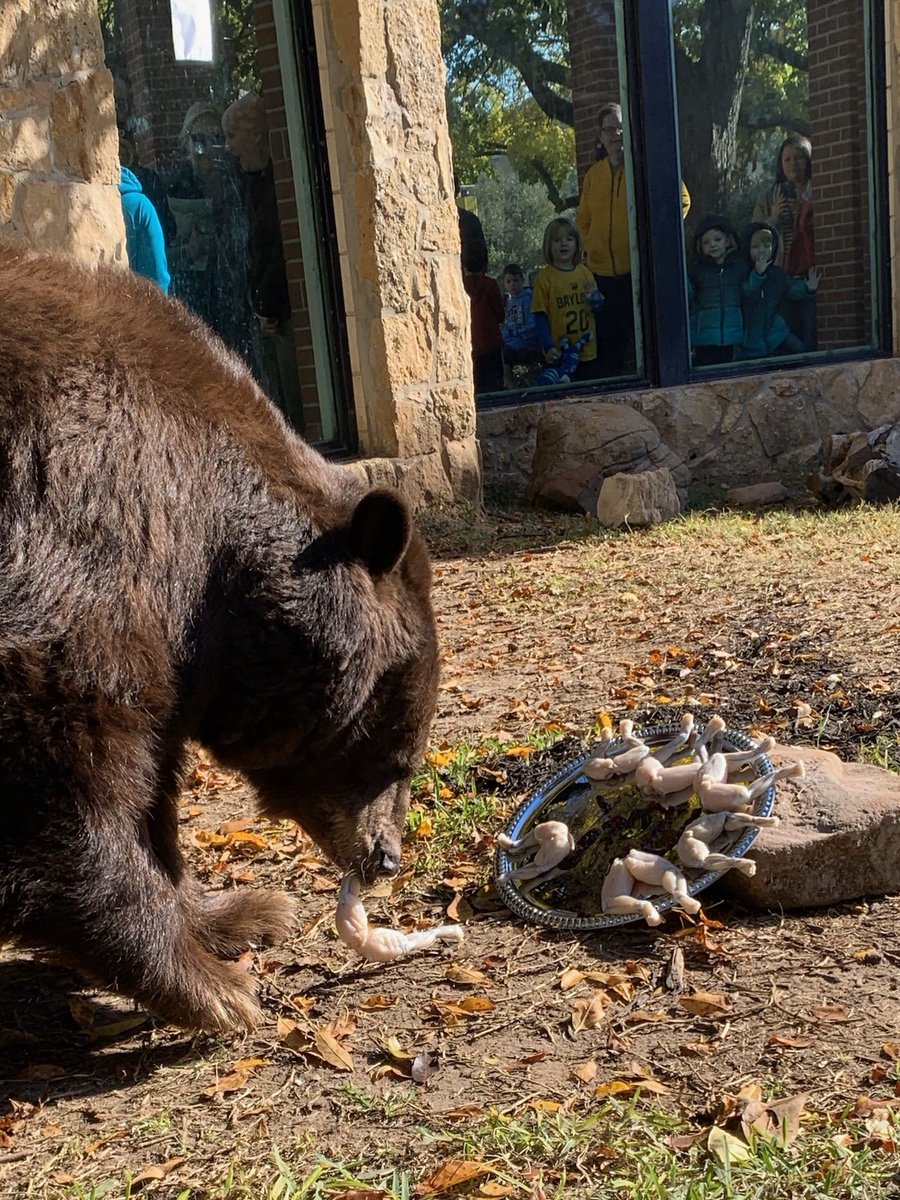 What better way to celebrate today than with fresh frog legs for brunch? ❌🐸❌ -JudgeJoy